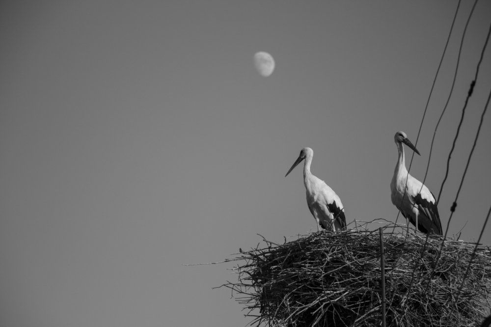 Storks and The Moon