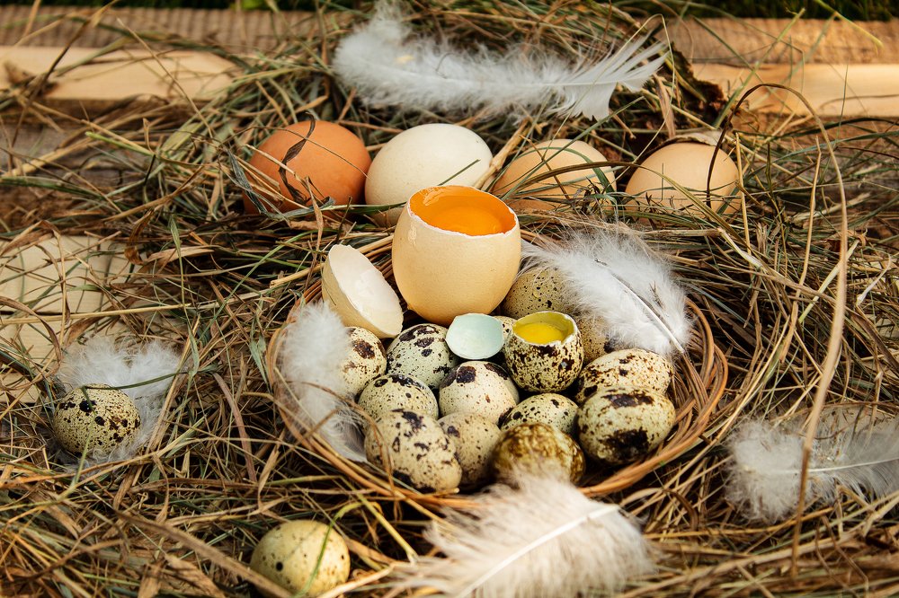 В курятнике