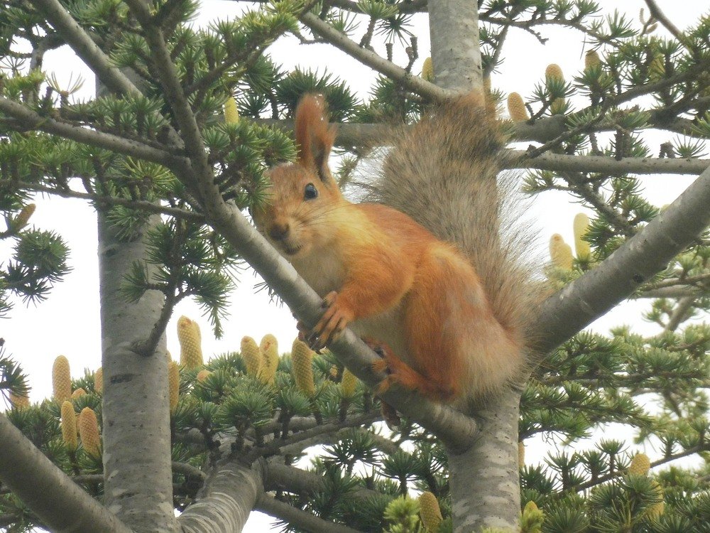 Photograph by Елена Коробкина