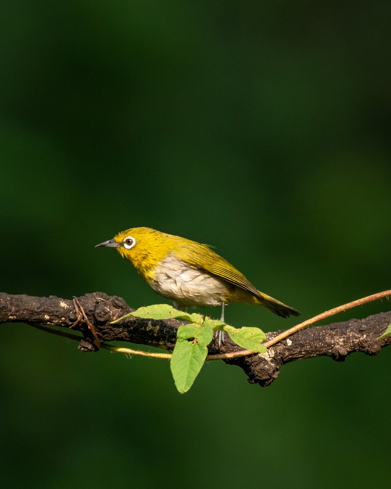 Photograph by Jayanth G