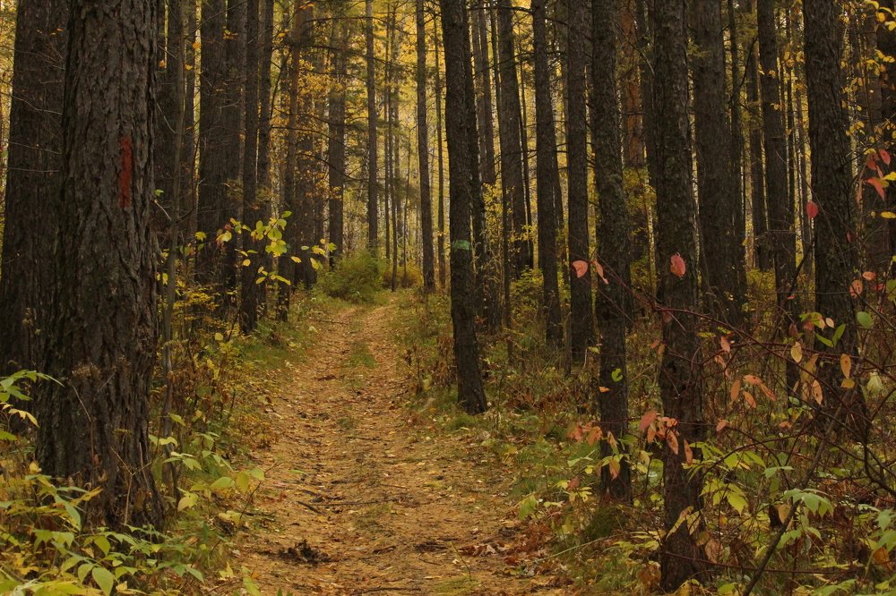 Photograph by Роман Достовалов