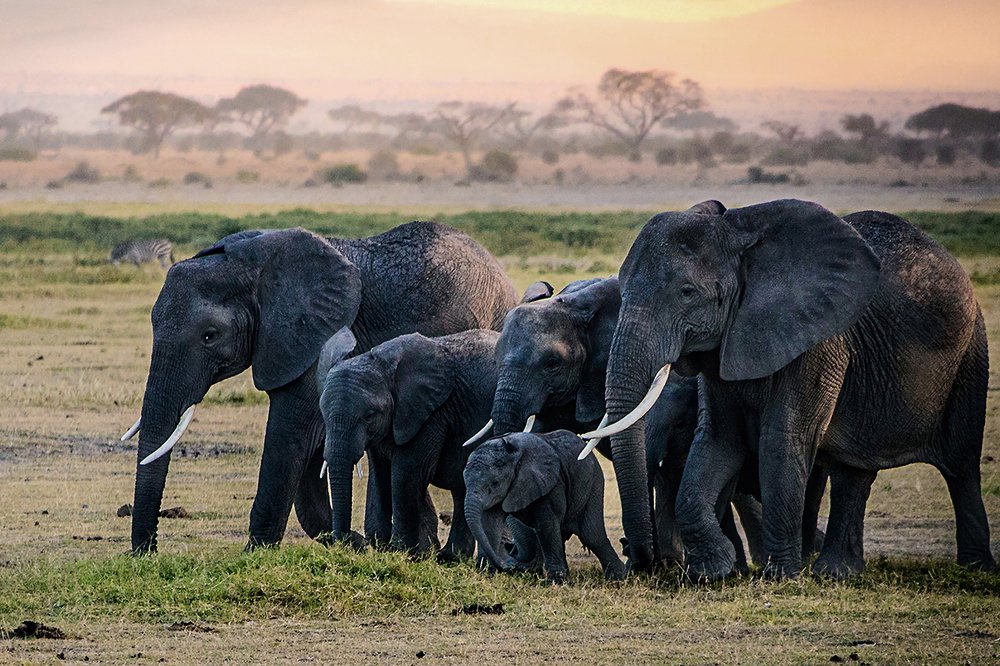 THE GANG OF AMBOSELI