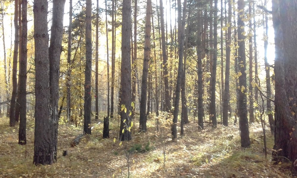 Photograph by Лида