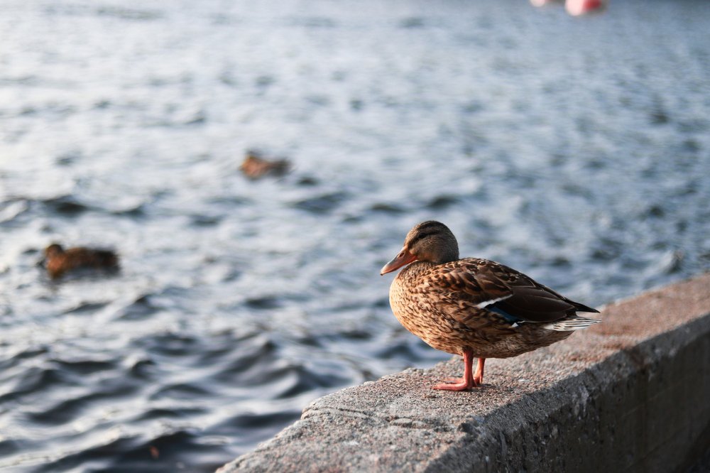 Photograph by Alena Shalai