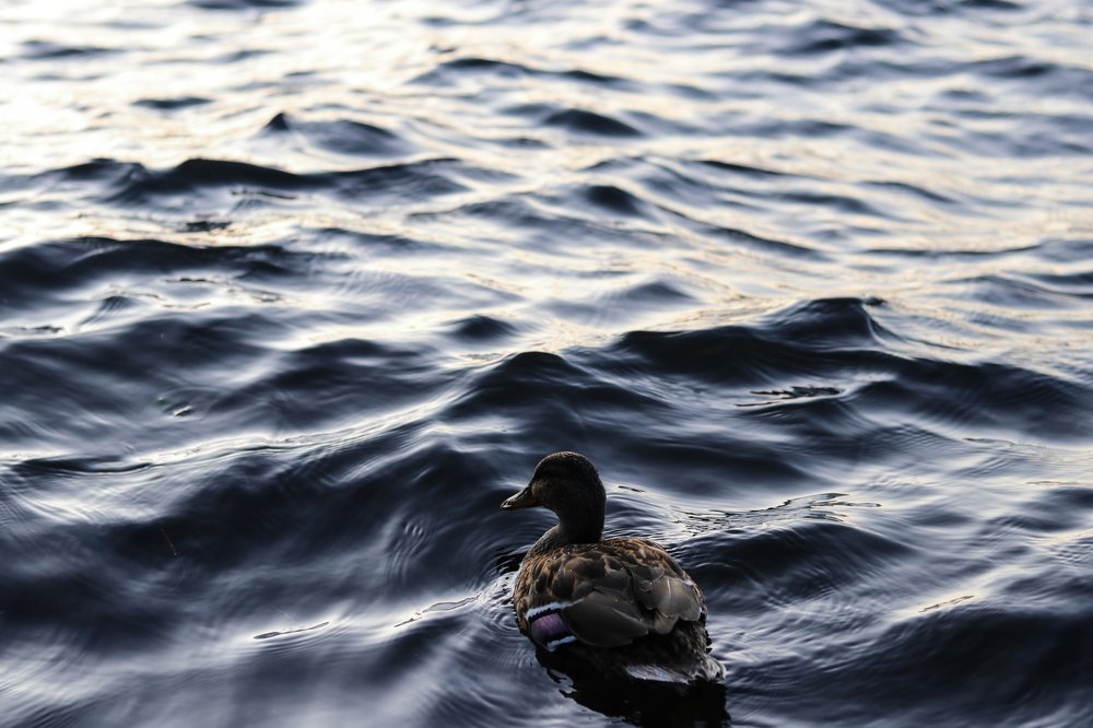 Photograph by Alena Shalai