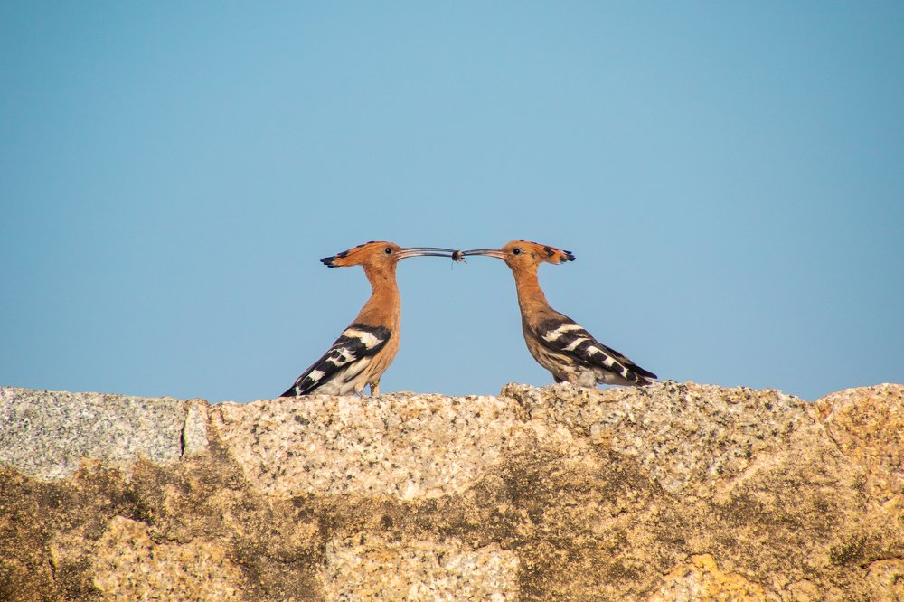 Indian Hoopoe