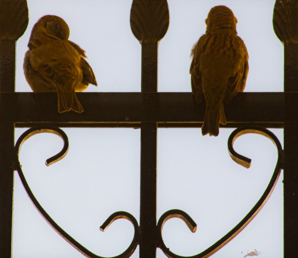 Photograph by Ali Abu Ras