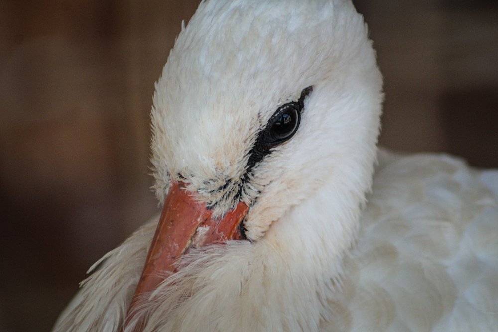 Photograph by Ali Abu Ras