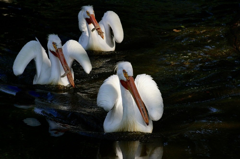 Фотография автора Kateryna Pronina