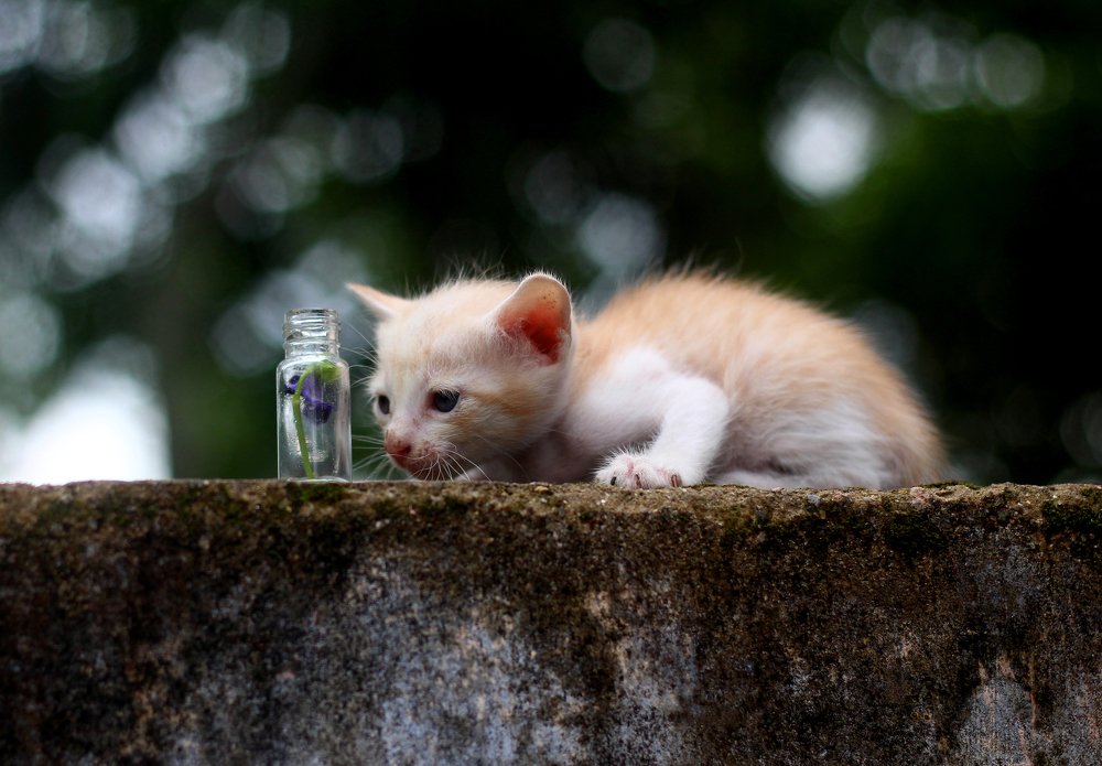 Photograph by Rijas Galleria