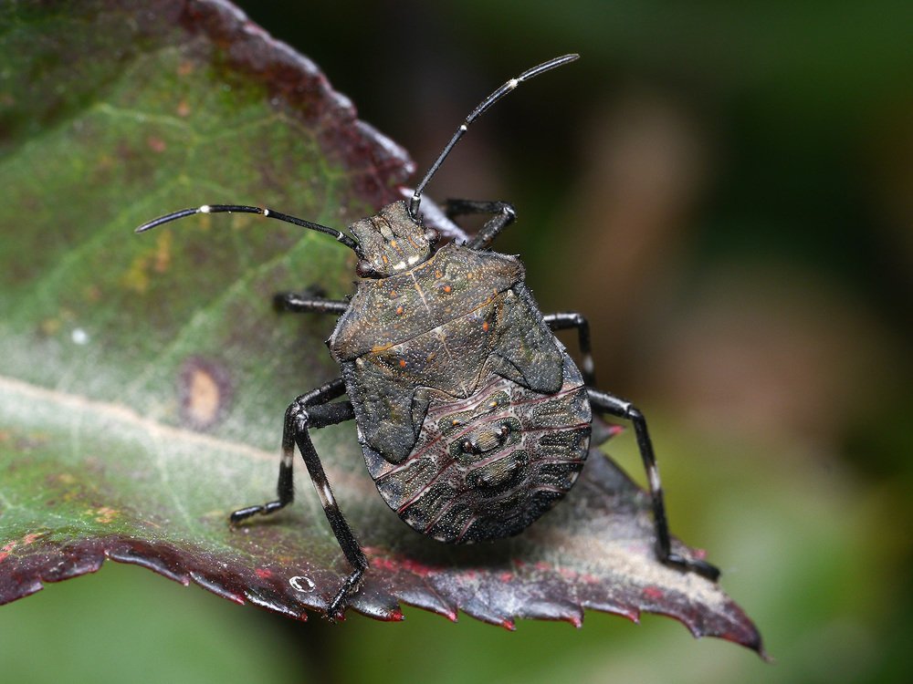 Грозный малыш