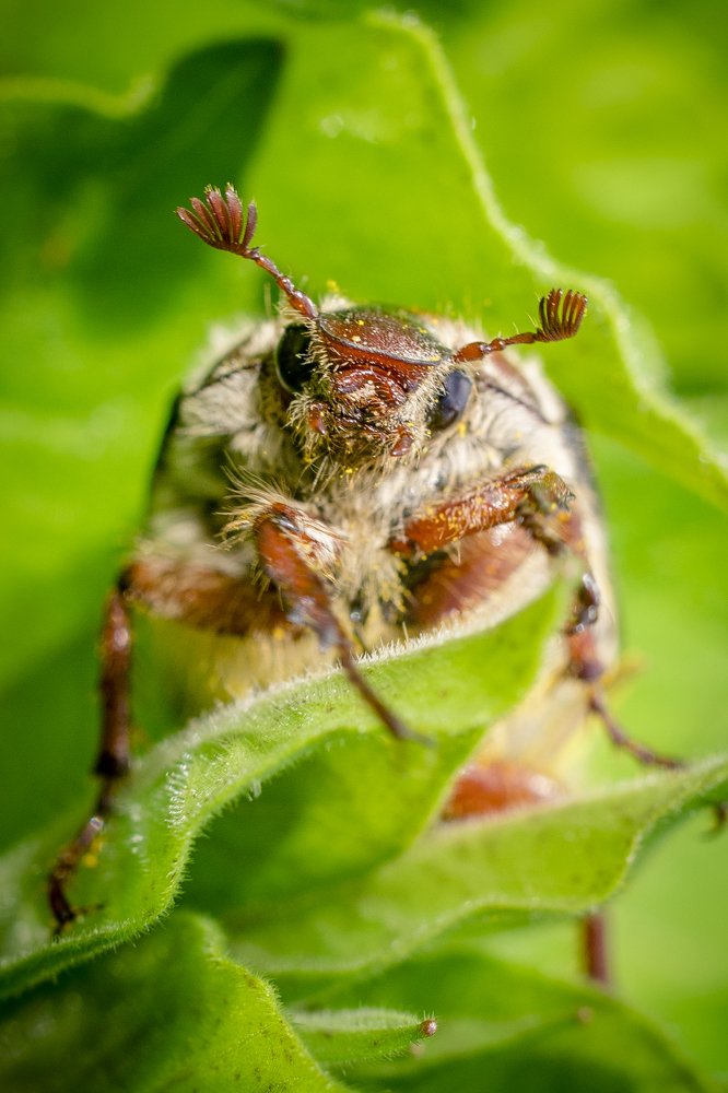 Майский жук.