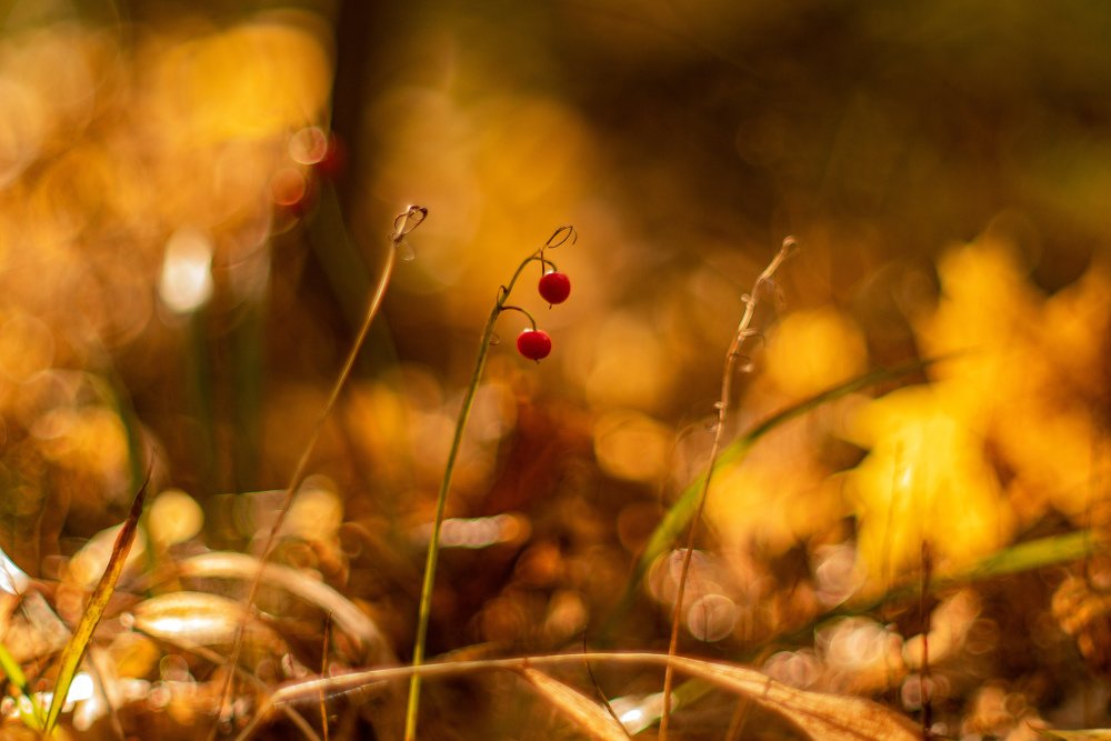 Photograph by Марина Гаврилова