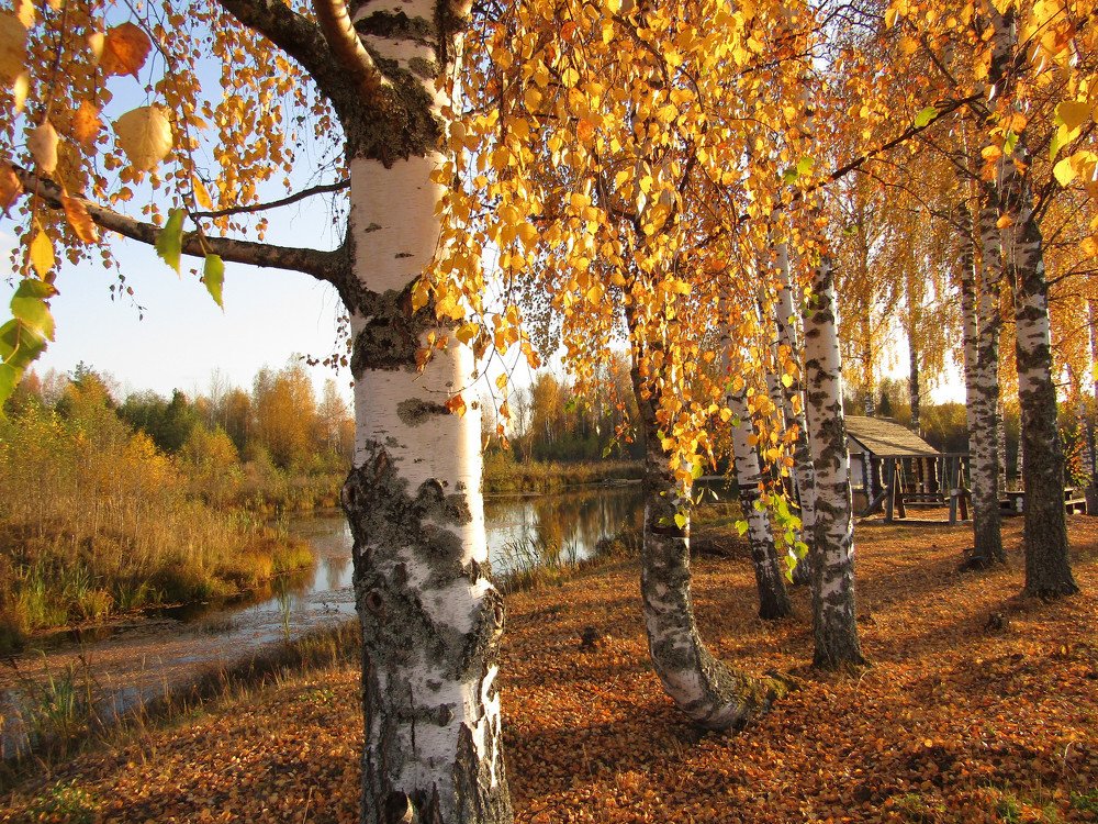 Золотая осень на Вятке