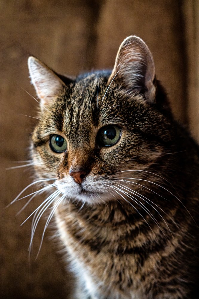 Портрет кошки