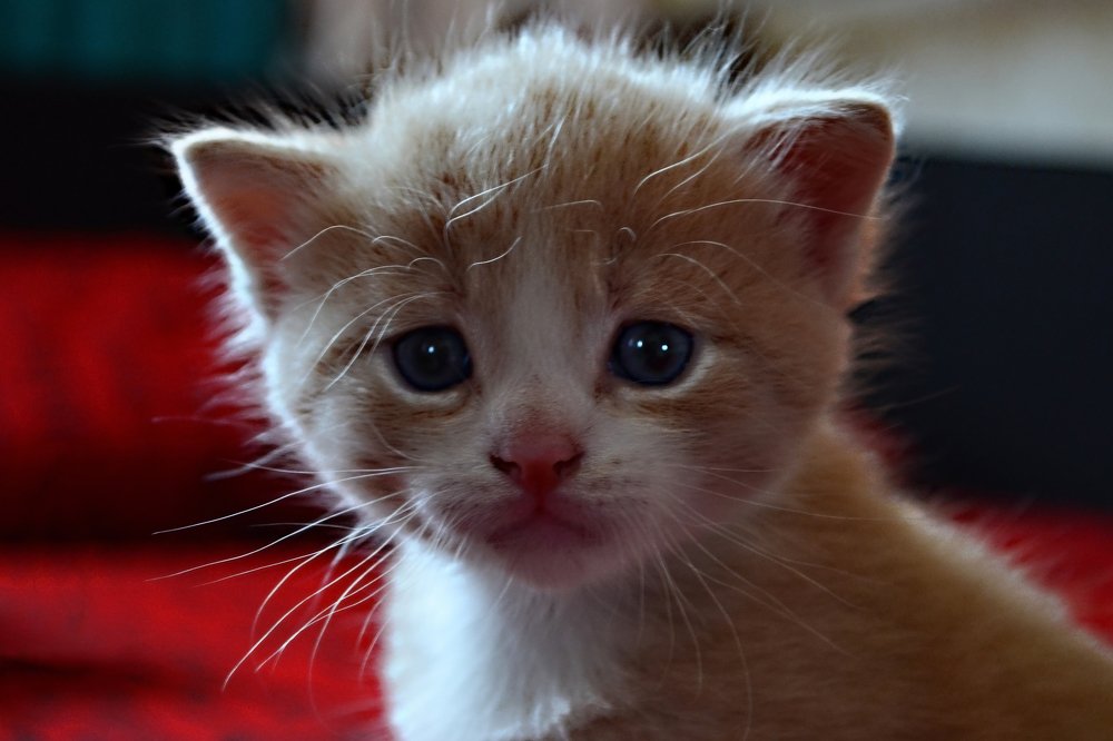 Photograph by Светлана Ковалёнок