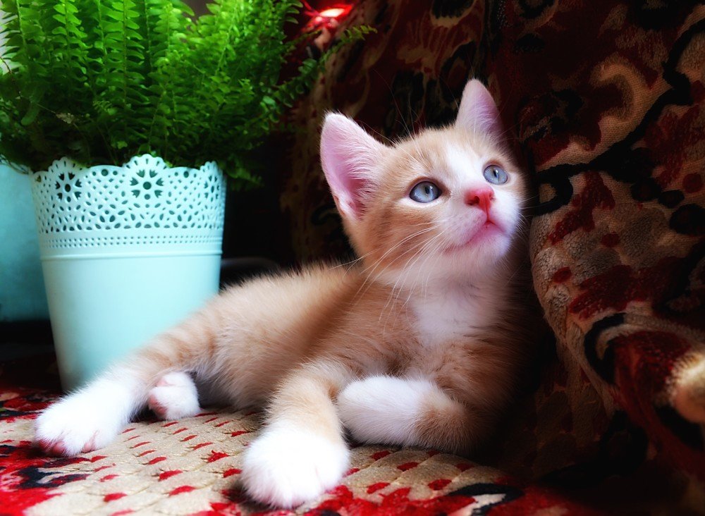 Photograph by Светлана Ковалёнок