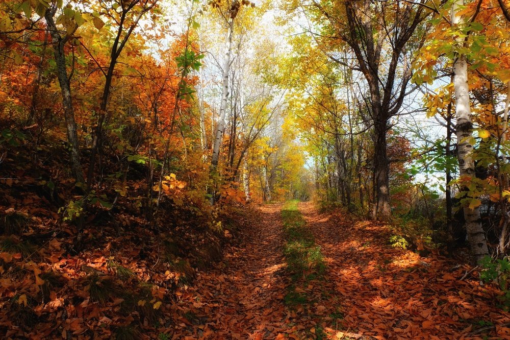Золотая осень