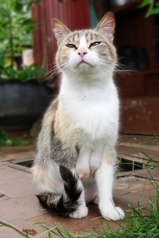 Кормящая мама