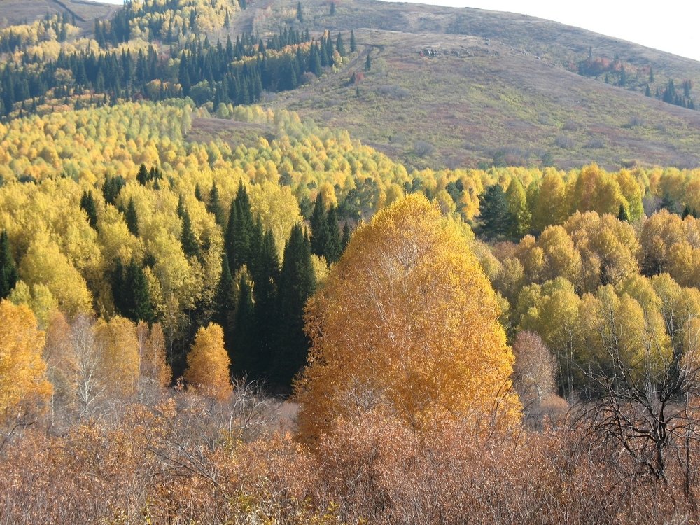 Княжьи горы. Восточный Казахстан