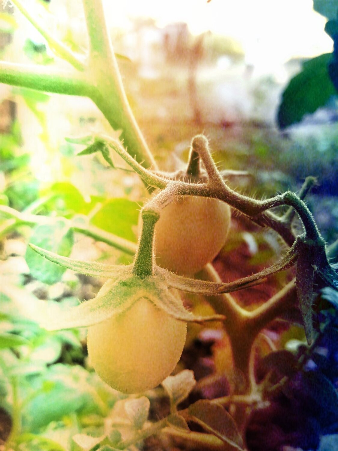 Wild tomato