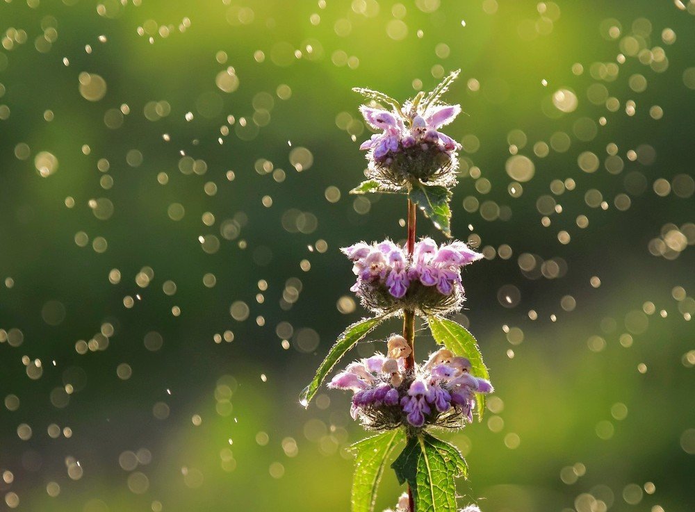 Сказочная страна...