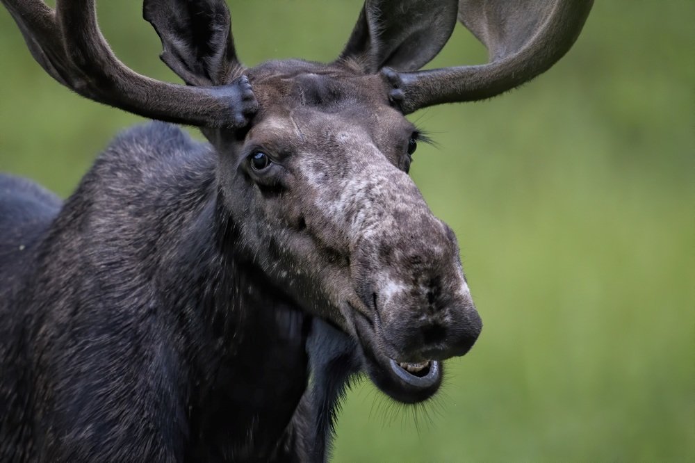 Photograph by Jorn Vangoidtsenhoven