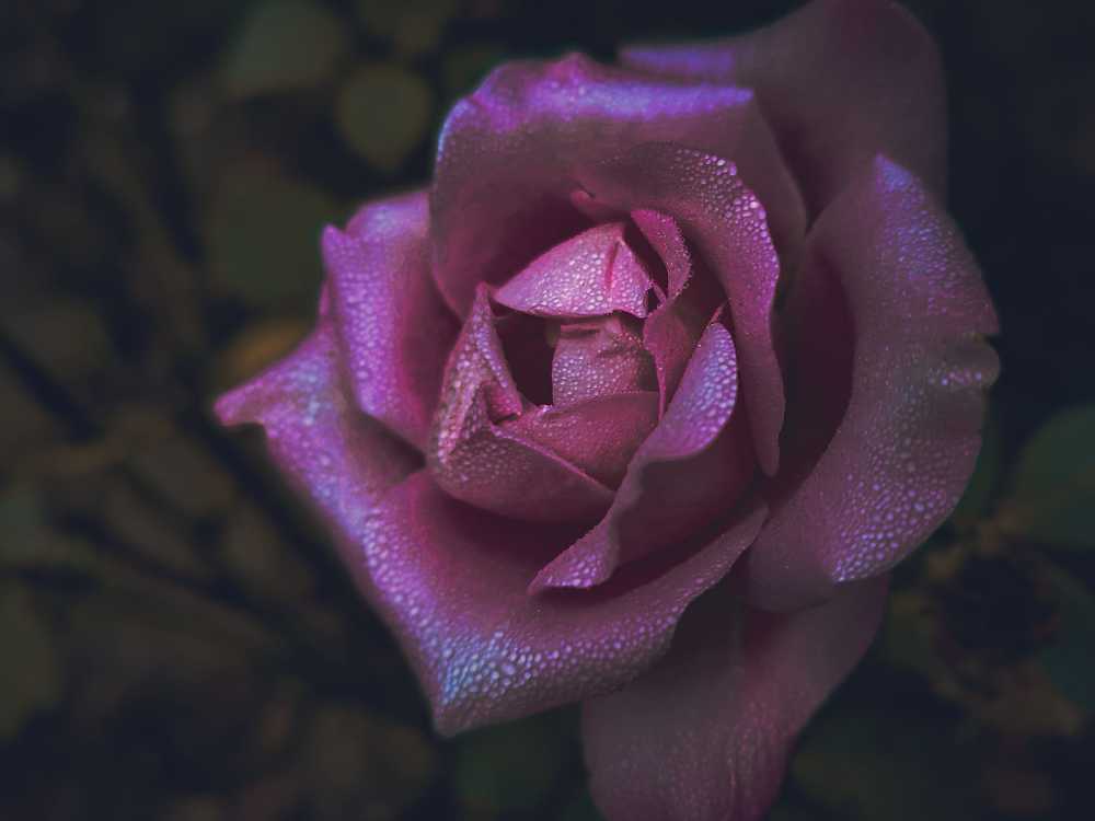 Photograph by Елена Галандина