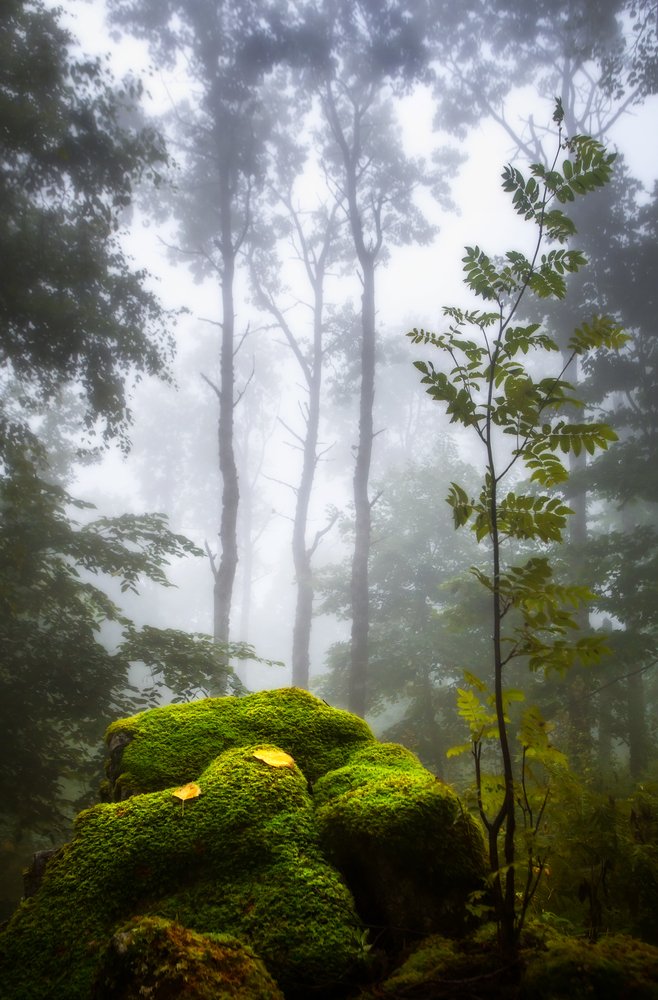 Фотография автора Vyacheslav Lozhkin