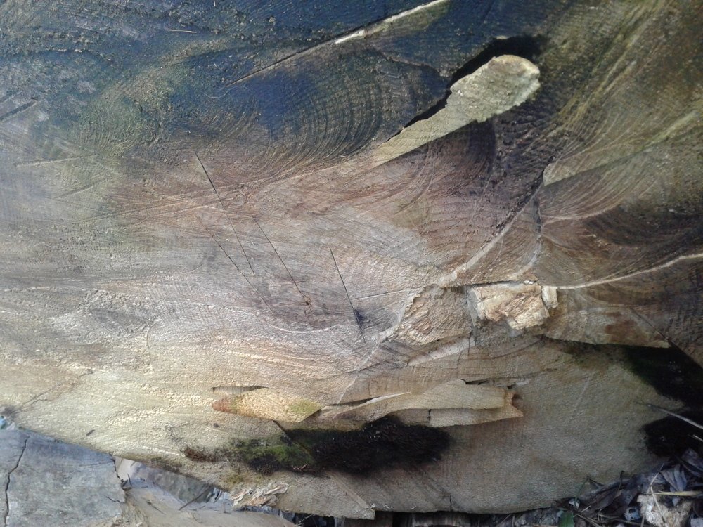 Photo #5040787