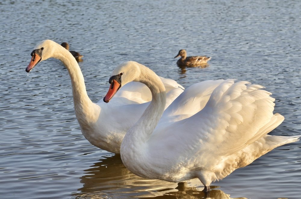 Photograph by Виктория Потапова