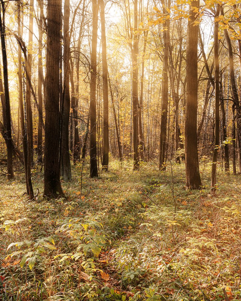 Photograph by Герман Матвеев