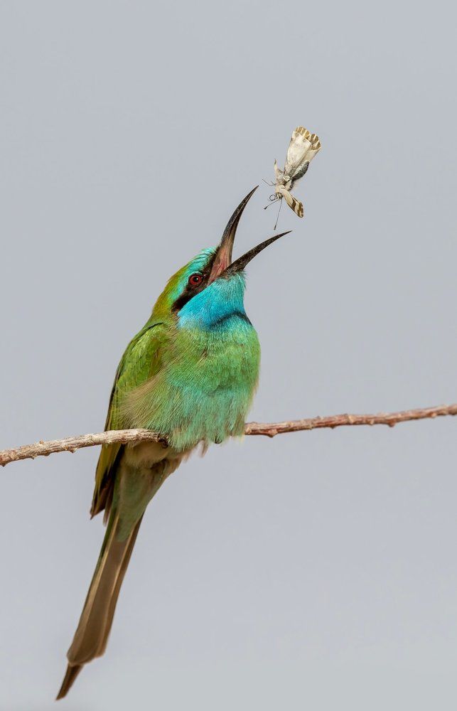 Малая восточная щурка