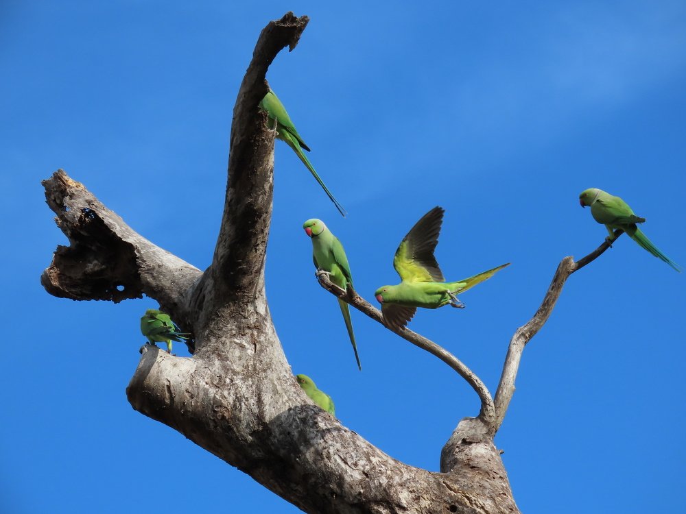 Life of birds