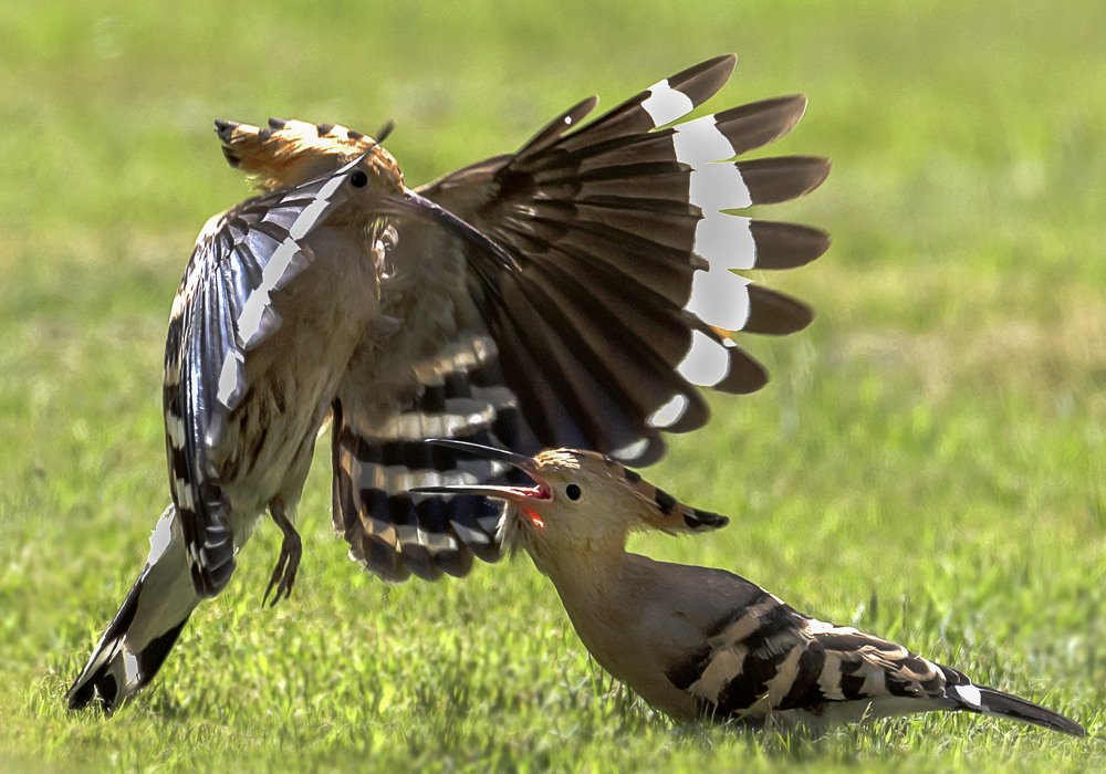 Photograph by Laila Bidah