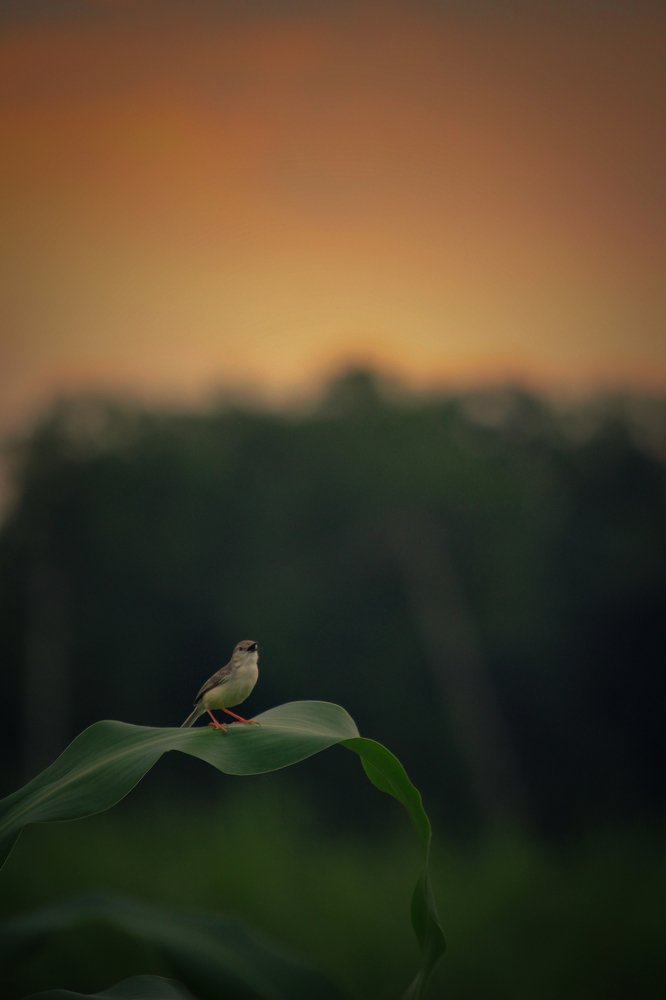 Photograph by Nishant Upadhyay