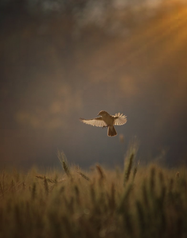 Photograph by Nishant Upadhyay