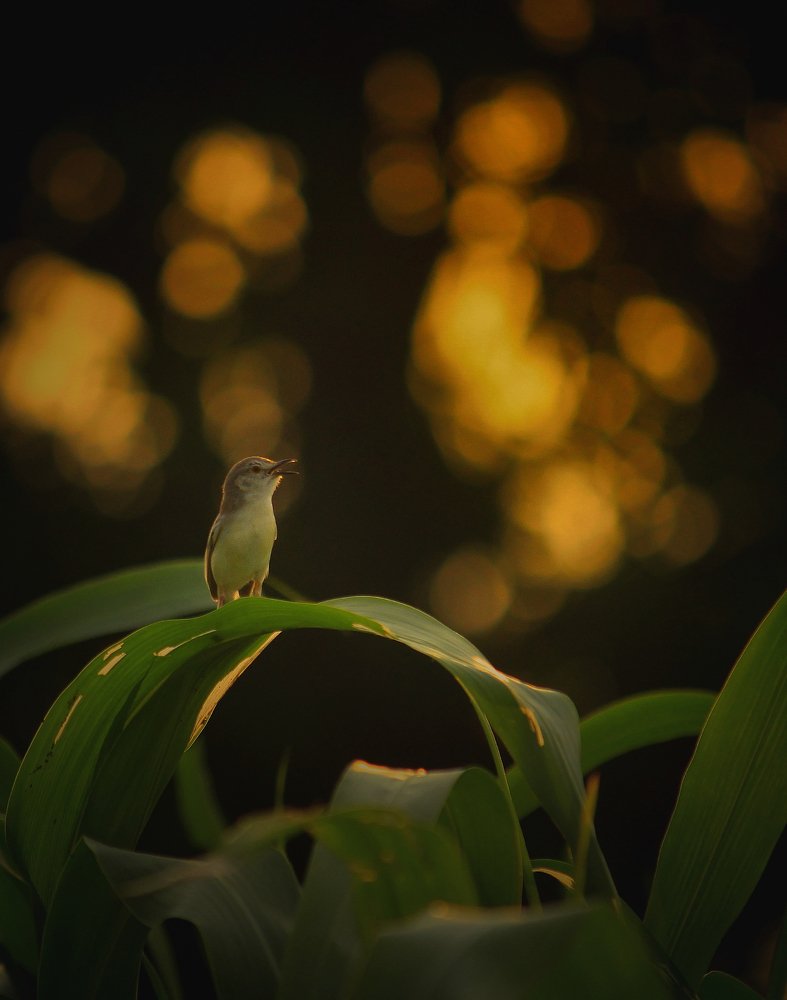 Photograph by Nishant Upadhyay