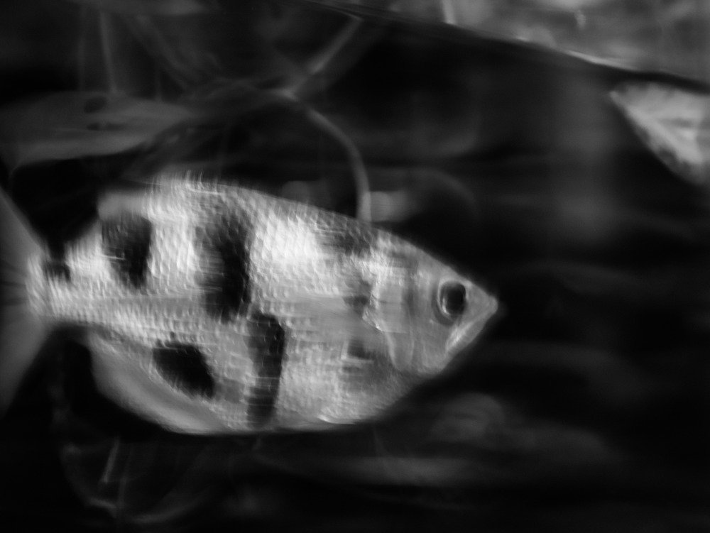 Photograph by Газетдинов Айрат