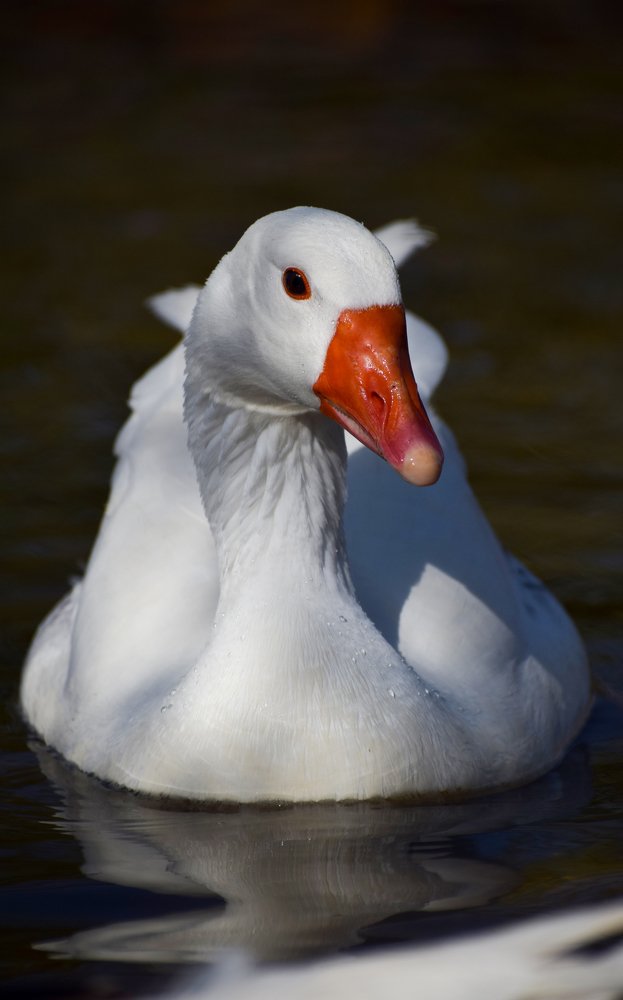 Фотография автора Mohammad amin Naderloei
