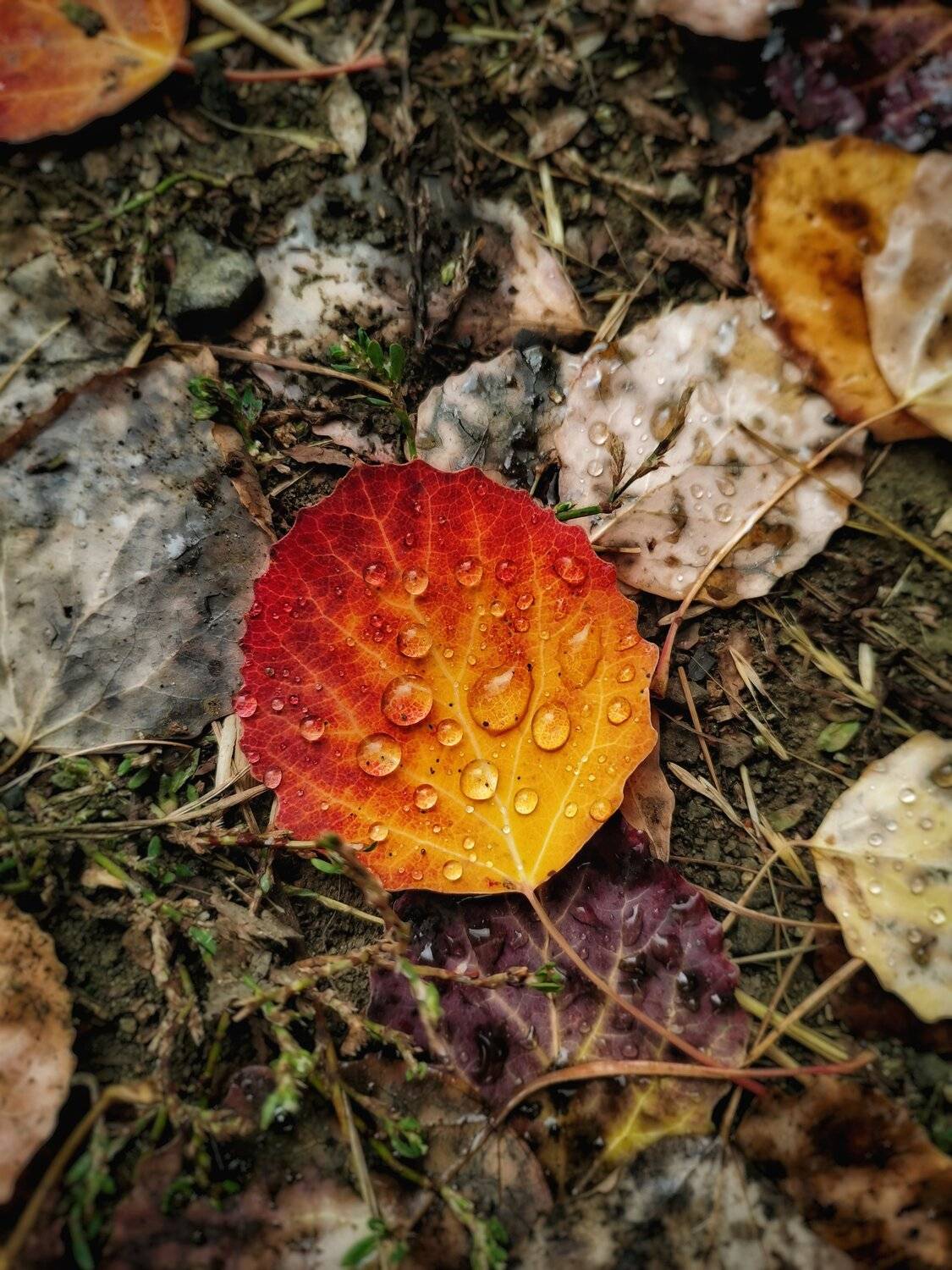 Photo #5041661