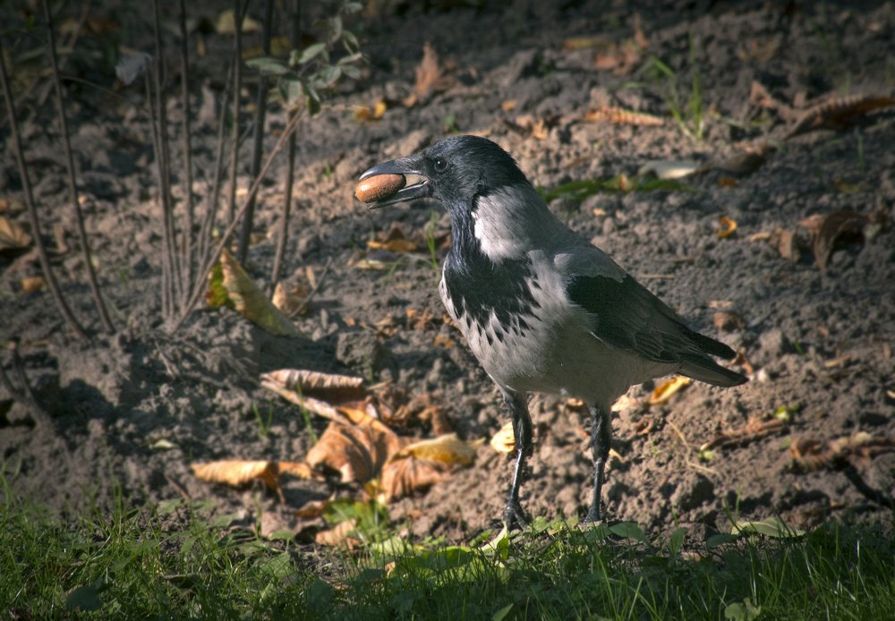 Вот, урвала по случаю.