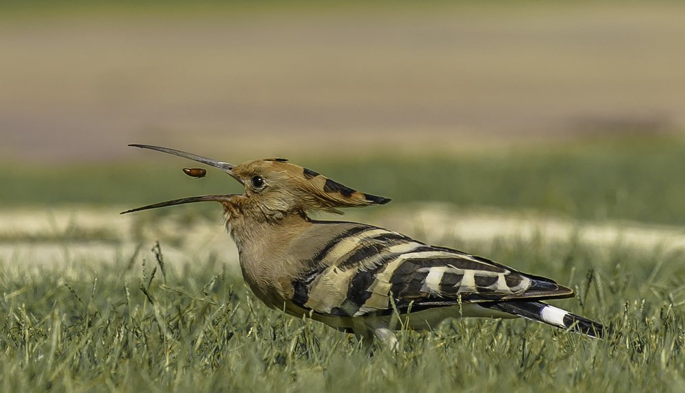 Photograph by Igor Tourovski