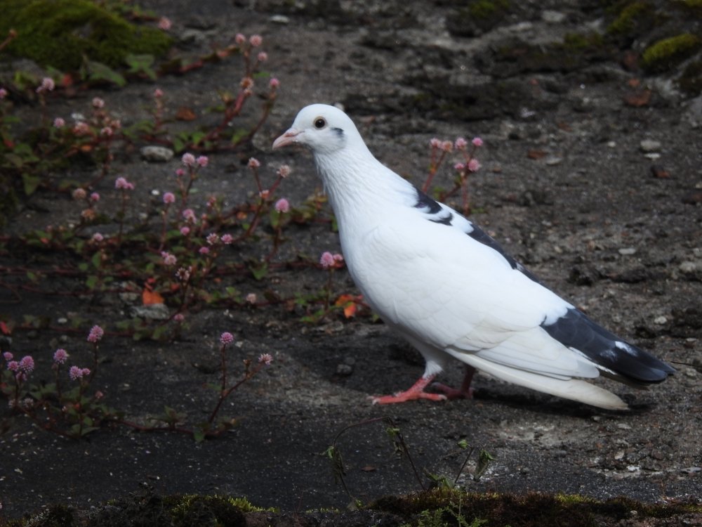 Pigeon