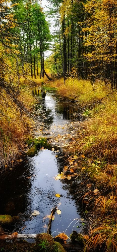 Осенняя сказка