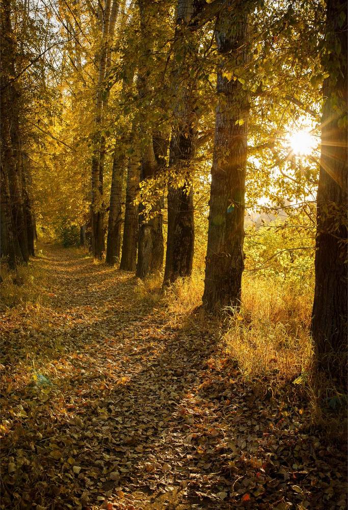 Фотография автора Анна Толмачева