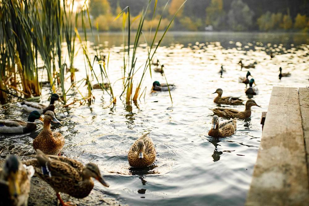 Фотография автора Анна Толмачева