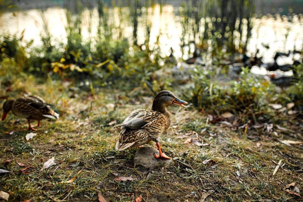 Фотография автора Анна Толмачева