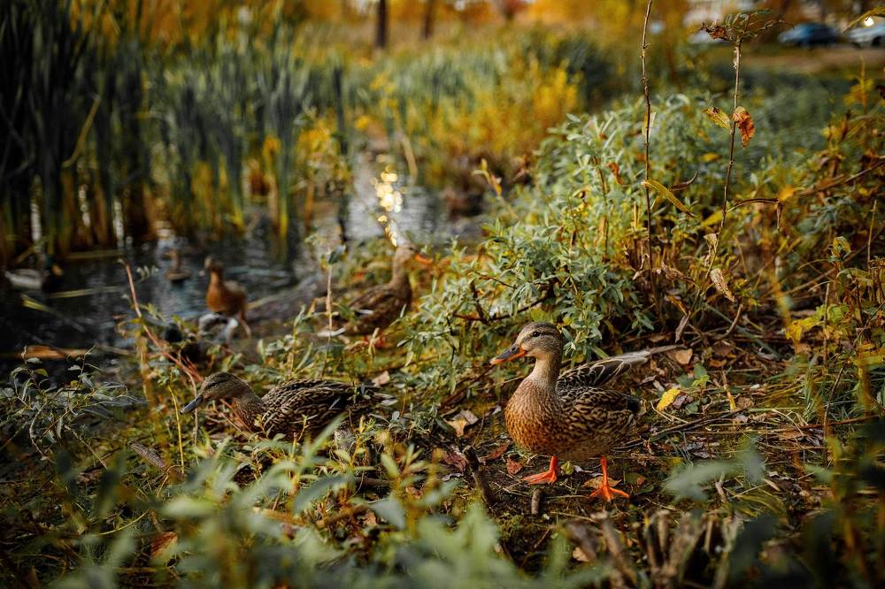 Фотография автора Анна Толмачева