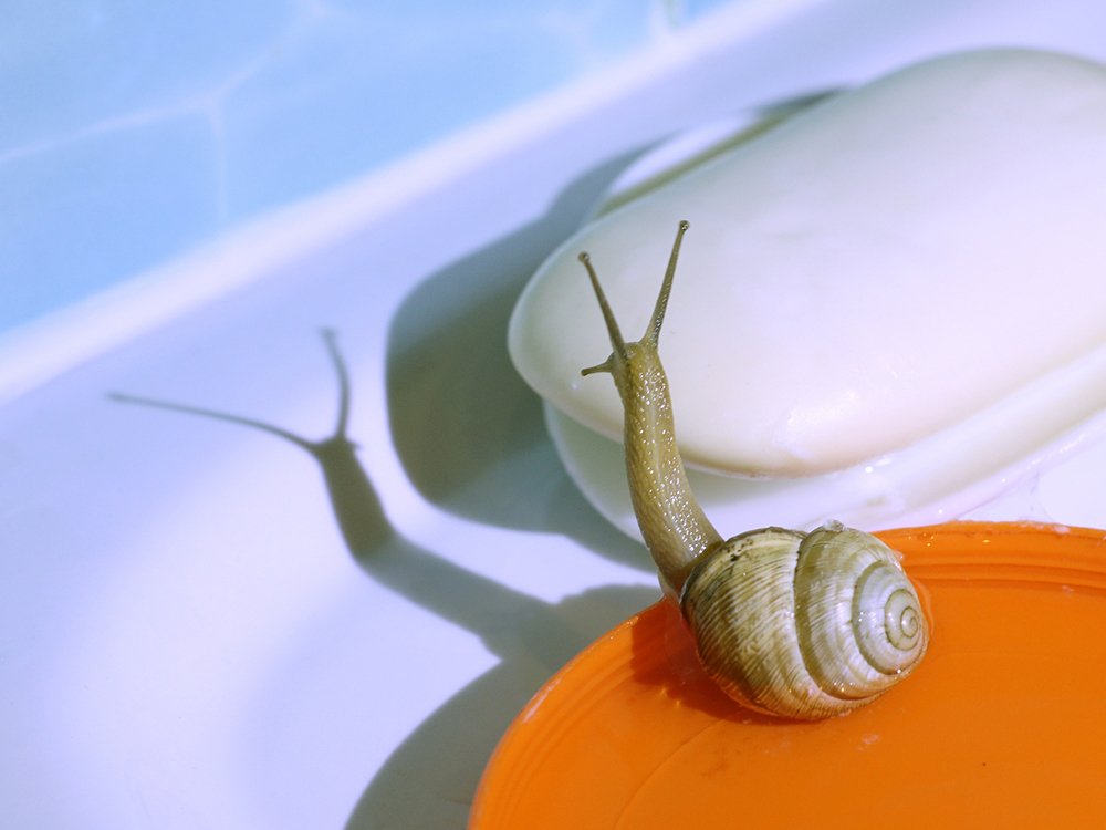 Ожившая ракушка